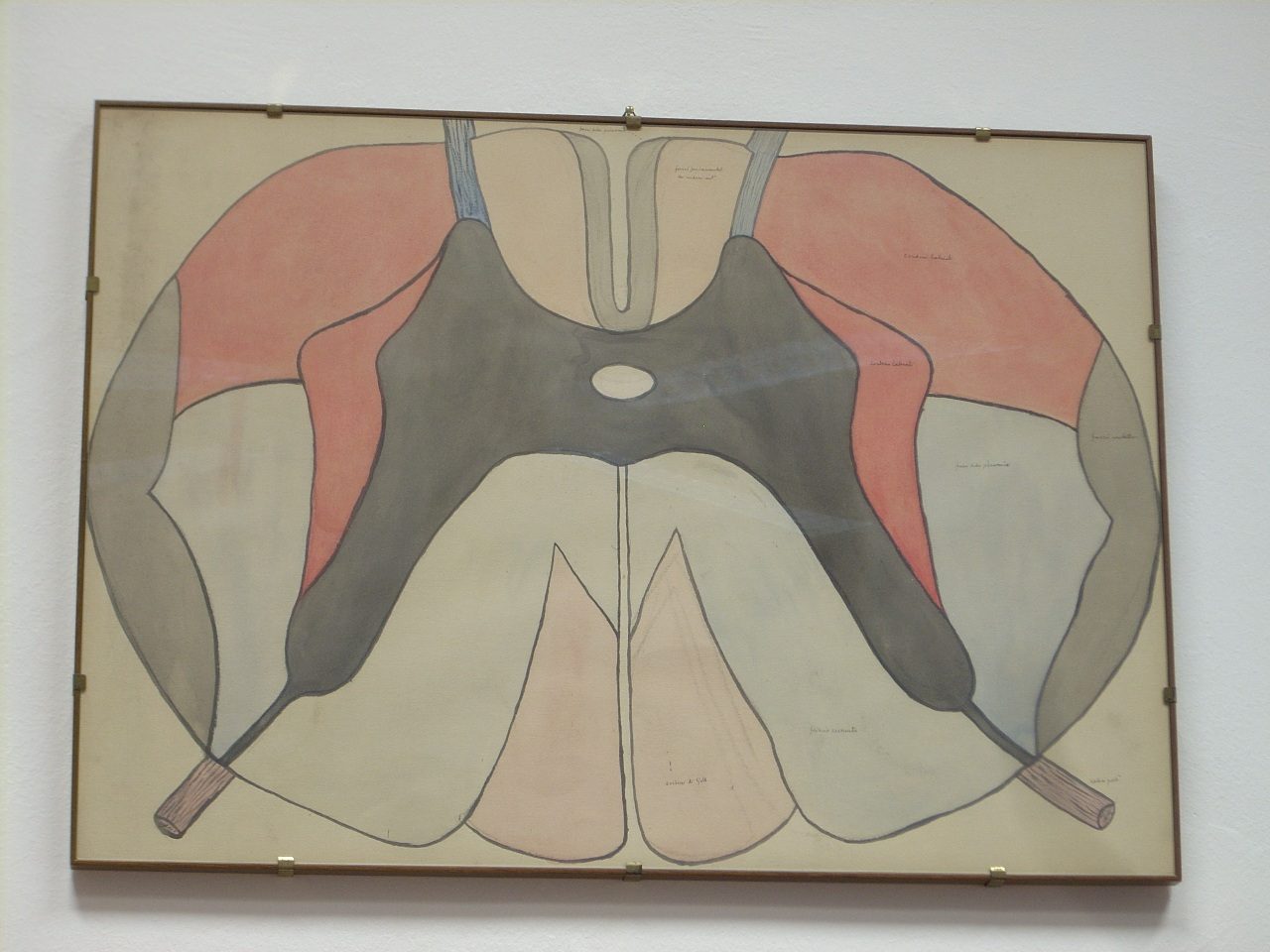 Giulio Bizzozero s histological drawings, Accademia di Medicina, Turin, Italy - 06.JPG